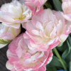 Finola - Tulips Thumbnail #1