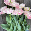 Finola - Tulips Thumbnail #1