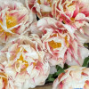 Flaming Margarita - Tulips Thumbnail #2