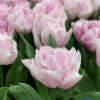 Katinka - Tulips Thumbnail #1