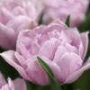 Katinka - Tulips Thumbnail #2