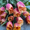 Lambada - Tulips Thumbnail #1