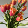 Lambada - Tulips Thumbnail #1