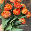 Lorenzo - Tulips Thumbnail #2