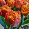 Lorenzo - Tulips Thumbnail #2