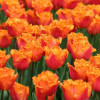 Ogene - Tulips Thumbnail #2