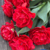 Pamplona - Tulips Thumbnail #1