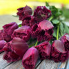Purple Crystal - Tulips Thumbnail #2