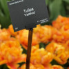Valdivia - Tulips Thumbnail #2