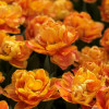 Valdivia - Tulips Thumbnail #2