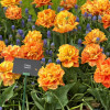 Valdivia - Tulips Thumbnail #2