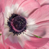 Mistral Rosa Chiaro - Mistral Anemone Thumbnail #2