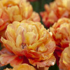 Valdivia - Tulips Thumbnail #1