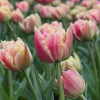 Verona Sunrise - Tulips Thumbnail #2