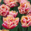Verona Sunrise - Tulips Thumbnail #2