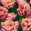 Verona Sunrise - Tulips Thumbnail #1