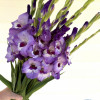 Vista - Gladiolus Thumbnail #2
