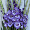 Vista - Gladiolus Thumbnail #1