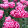 Voque - Tulips Thumbnail #2