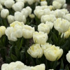 White Tiger - Tulips Thumbnail #2