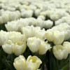 White Tiger - Tulips Thumbnail #1