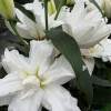 White Tornado - Double / Pollen-less Oriental Hybrid Lilies Thumbnail #2