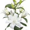 White Tornado - Double / Pollen-less Oriental Hybrid Lilies Thumbnail #1