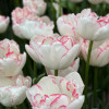 Wild Romance - Tulips Thumbnail #2