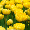 Yellow Pompenette - Tulips Thumbnail #2