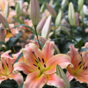 Zelmira - OxT Hybrid Lilies Thumbnail #2
