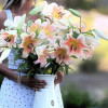 Zelmira - OxT Hybrid Lilies Thumbnail #2