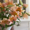 Zelmira - OxT Hybrid Lilies Thumbnail #2
