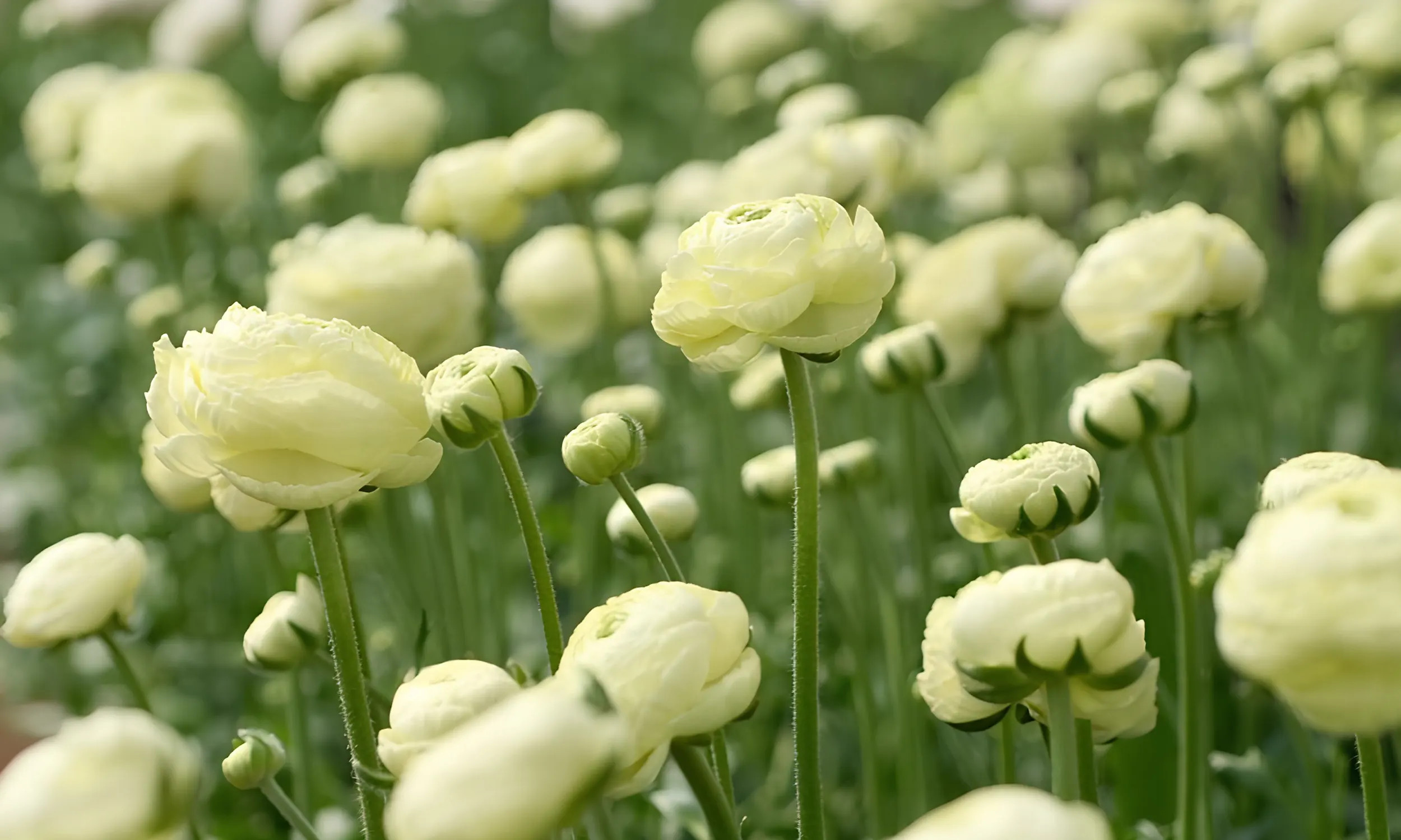 Italian Ranunculus Yellow Flowers