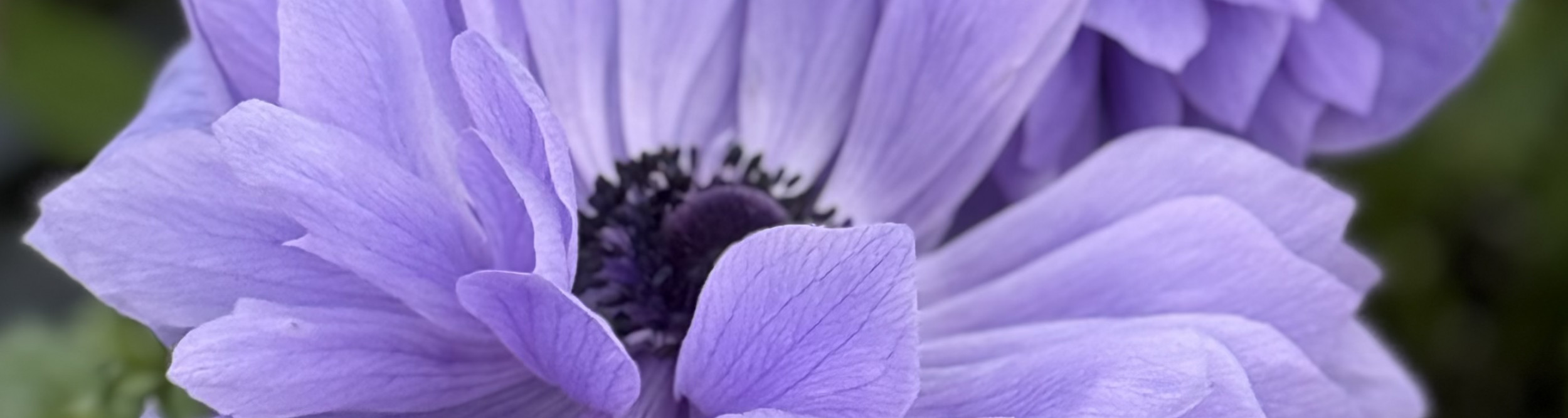 Italian Anemone
