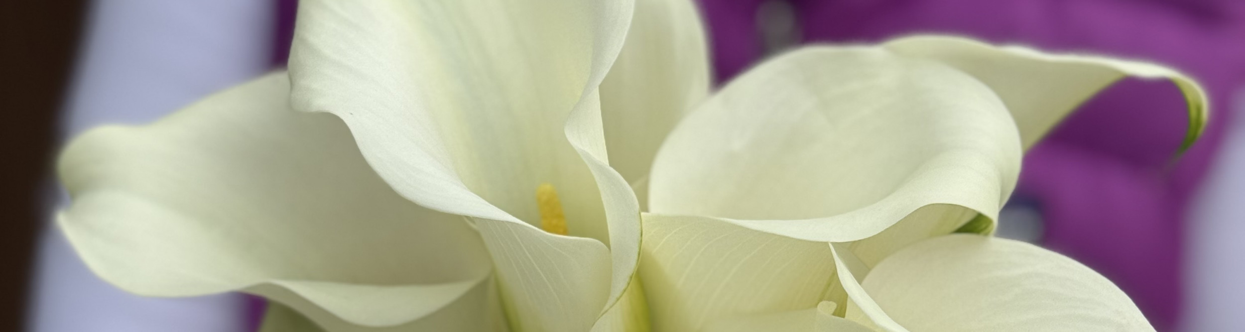 Calla / Zantedeschia