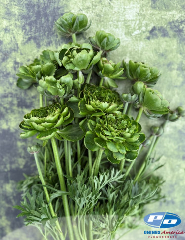 Cloni™ Ranunculus - Cloni Success All Green