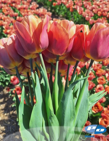 Tulips - Amaru