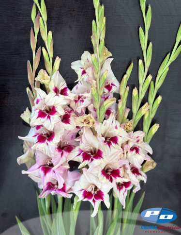 Gladiolus - Amber Mistique