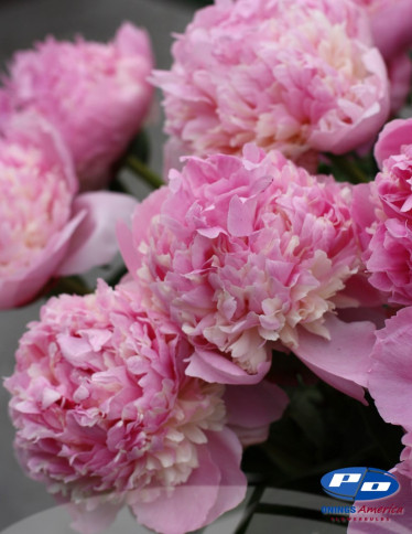 Peonies - Angel Cheeks