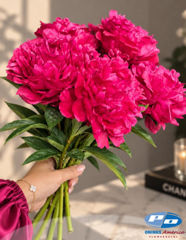 Peonies - Avis Varner