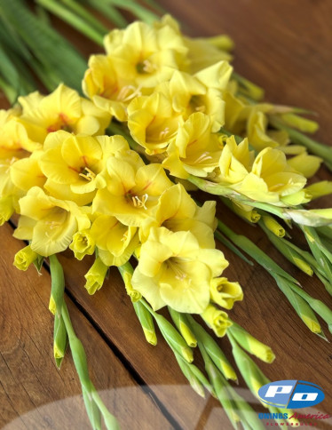 Gladiolus - Bananarama