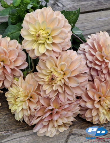 Dahlia - Bazuin Candy