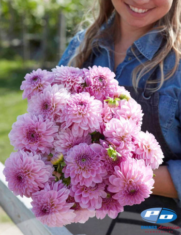 Dahlia - Bazuin Lavender