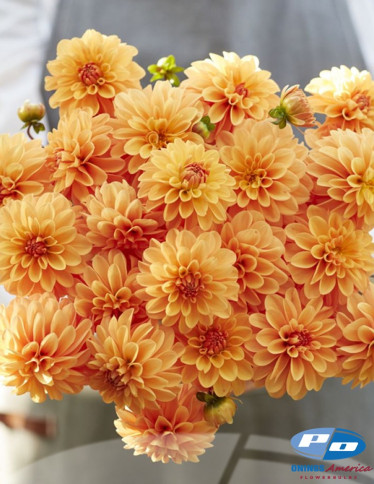 Dahlia - Bazuin Bright Orange