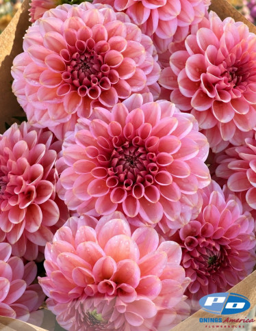 Dahlia - Bazuin Pink