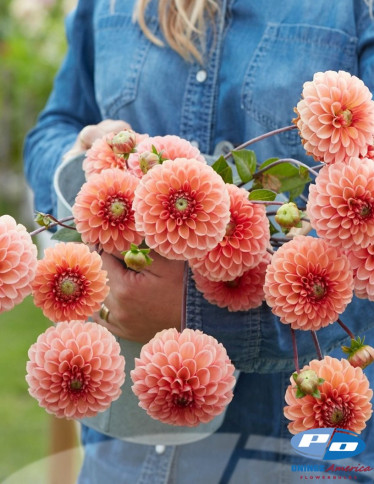 Dahlia - Bazuin Salmon Orange