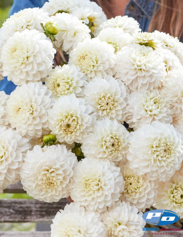Dahlia - Bazuin Snow White