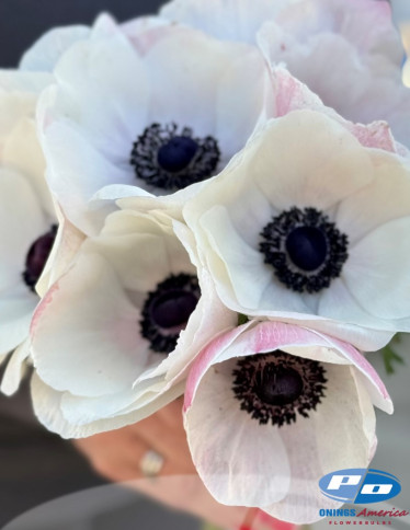 Mistral™ Anemone - Mistral Bianco Centro Nero 'Panda'