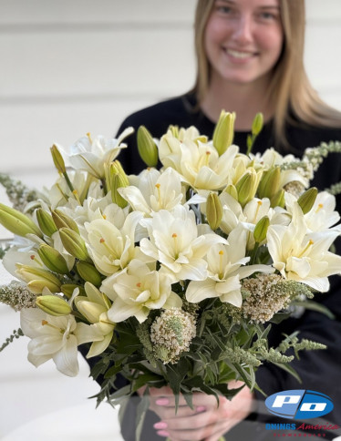 Double / Pollen-less LxA Hybrid Lilies - Belvedere