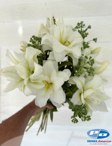 Double / Pollen-less OxT Hybrid Lilies - Blizzard